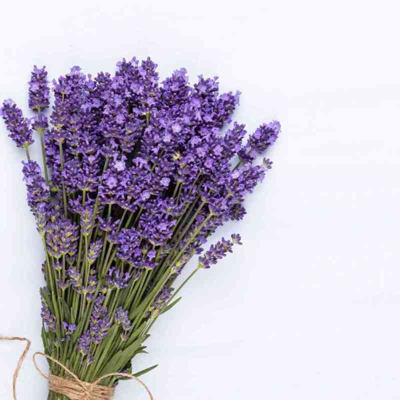 lavander