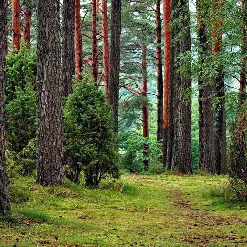 Хвойный лес 50мл