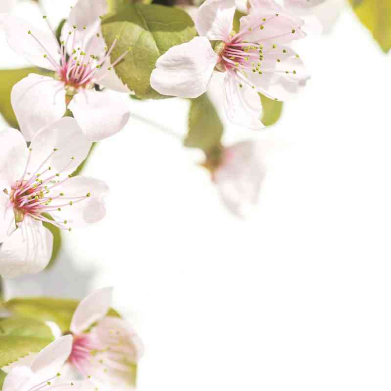 plum and sakura