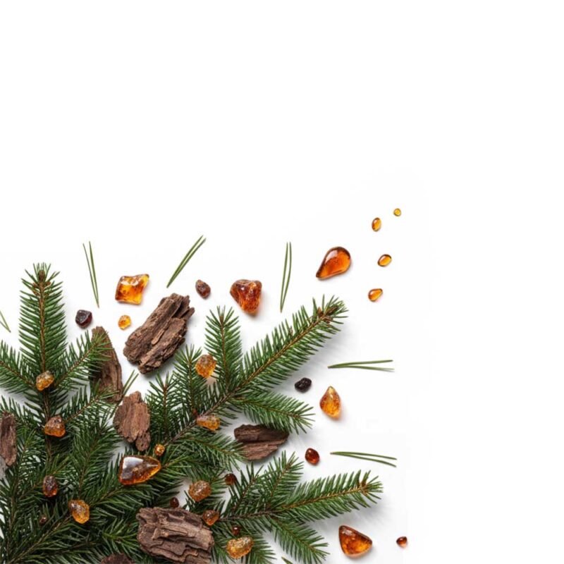 TWILIGHT FOREST & AMBER