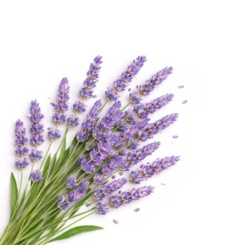 Отдушка - Лаванда (USA)