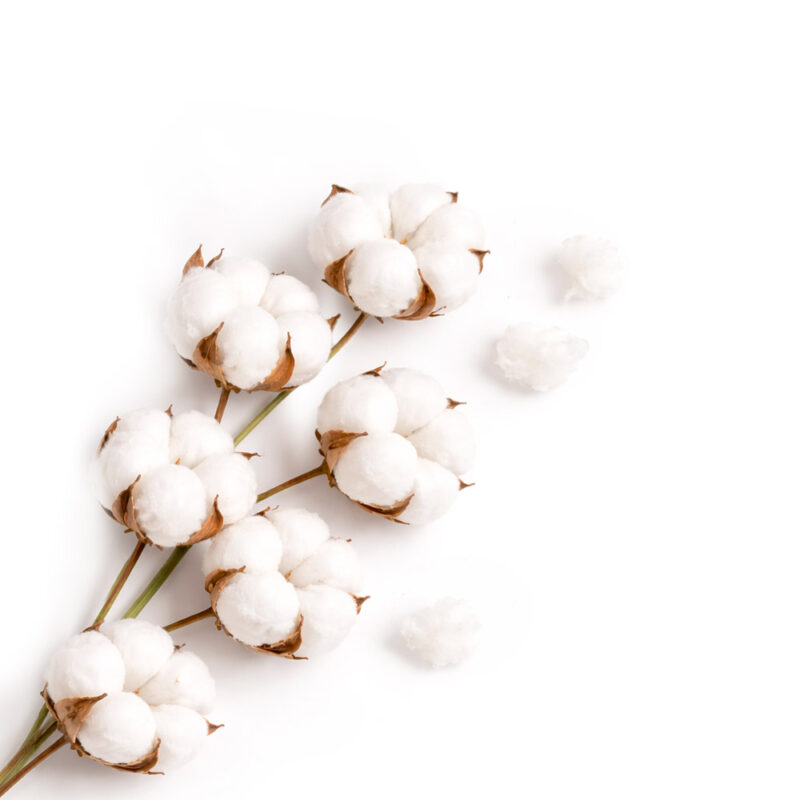 чистый хлопок-2