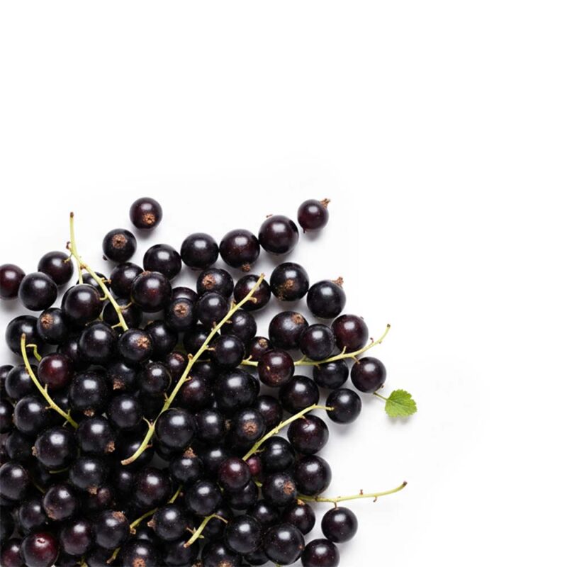 black currant