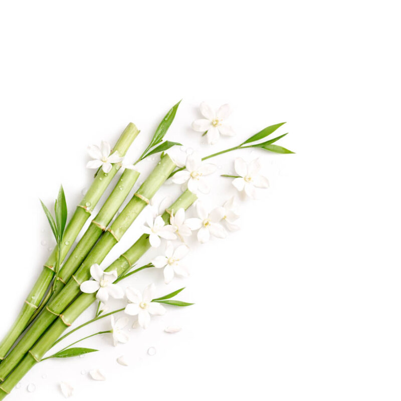 дикий жасмин-2