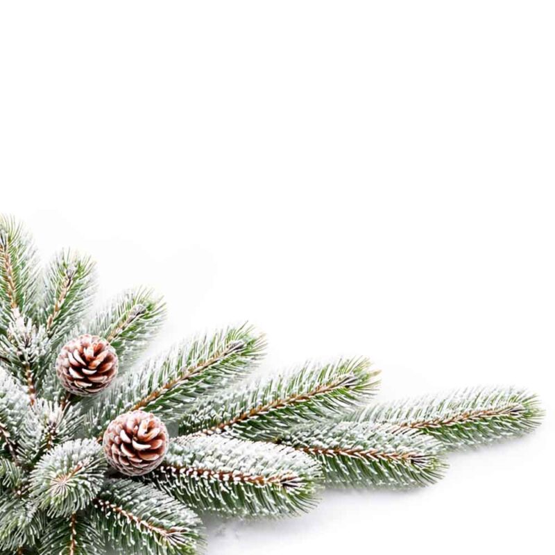 морозная ель